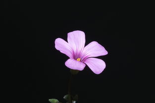 一朵小花的独白