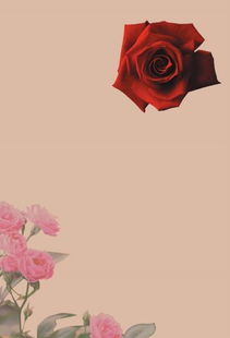 街角做一朵惹眼的红蔷薇