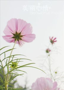 送你一朵波斯菊 阿初，一朵